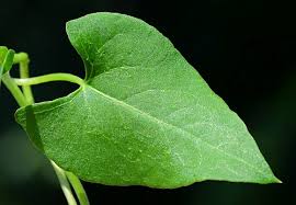 Attēlu rezultāti vaicājumam “Fallopia convolvulus leaf”