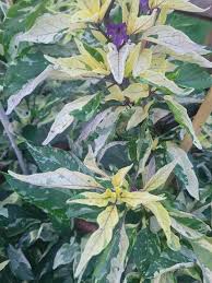 Afbeeldingsresultaat voor biker billy jalapeno hot pepper