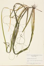 Attēlu rezultāti vaicājumam “Hydrocharitaceae”