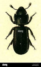 Attēlu rezultāti vaicājumam “Trogossitidae”