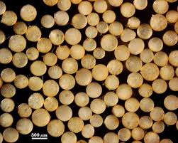 Attēlu rezultāti vaicājumam “Reticularia jurana spores”