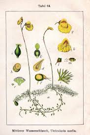 Attēlu rezultāti vaicājumam “Utricularia intermedia leaf”