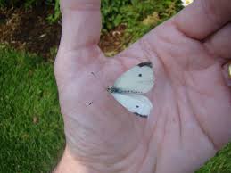 Image result for Papilionoidea