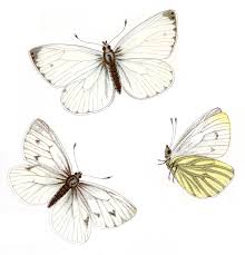 Attēlu rezultāti vaicājumam “Pieris napi”