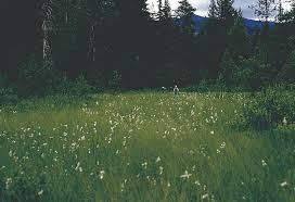 Attēlu rezultāti vaicājumam “Eriophorum gracile fruit”