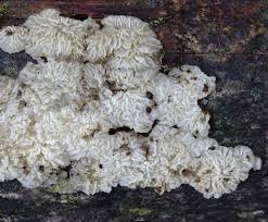 Attēlu rezultāti vaicājumam “Antrodiella faginea”