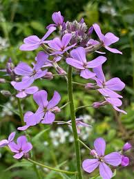 Image result for Hesperis matronalis