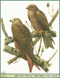 Image result for Milvus milvus