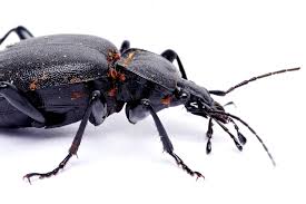 Attēlu rezultāti vaicājumam “Cychrus caraboides”