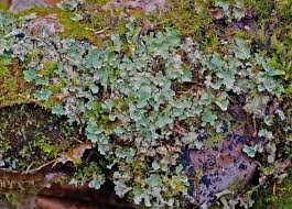 Attēlu rezultāti vaicājumam “Cetrelia olivetorum”