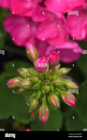 Attēlu rezultāti vaicājumam “Geranium bohemicum bud”