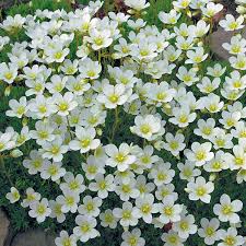 Image result for Steinbrech