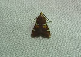 Attēlu rezultāti vaicājumam “Pyralis regalis”