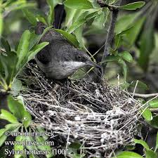 Image result for Sylvia hortensis