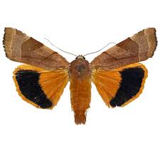 Attēlu rezultāti vaicājumam “Noctua fimbriata”