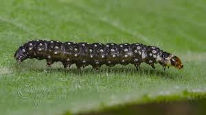 Attēlu rezultāti vaicājumam “Aphelia paleana”