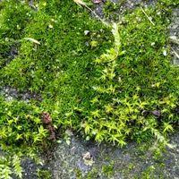 Attēlu rezultāti vaicājumam “Didymodon rigidulus”