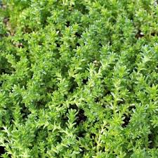 Image result for Sedum acre
