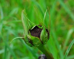 Attēlu rezultāti vaicājumam “Microbotryum tragopogonis - pratensis”