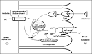 Mechanism of <b>aldosterone</b>