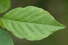 Attēlu rezultāti vaicājumam “Ancylis apicella”