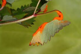 Attēlu rezultāti vaicājumam “Trachyspora intrusa”