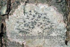 Attēlu rezultāti vaicājumam “Graphis scripta”