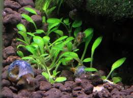 Attēlu rezultāti vaicājumam “Elatine hydropiper leaf”