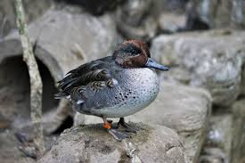 Attēlu rezultāti vaicājumam “Anas crecca”