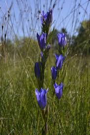 Attēlu rezultāti vaicājumam “Gentiana pneumonanthe leaf”