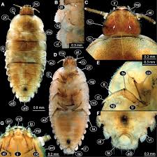 Attēlu rezultāti vaicājumam “Endomychus coccineus”