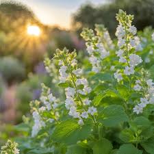 Image result for Nepeta cataria