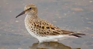 Attēlu rezultāti vaicājumam “Calidris”