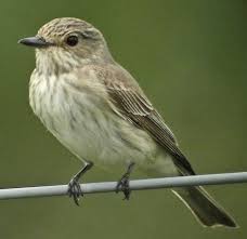 Attēlu rezultāti vaicājumam “Muscicapa striata”