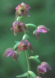 Attēlu rezultāti vaicājumam “Epipactis helleborine fruit”