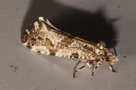 Attēlu rezultāti vaicājumam “Morophaga choragella”