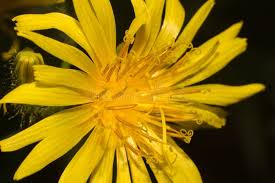 Attēlu rezultāti vaicājumam “Crepis paludosa flower”