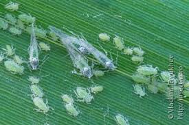 Attēlu rezultāti vaicājumam “Aphis confusa”