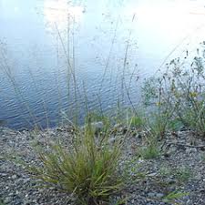 Attēlu rezultāti vaicājumam “Agrostis canina”