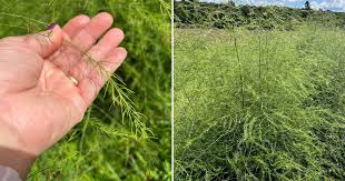 Attēlu rezultāti vaicājumam “Asparagus officinalis”
