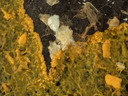 Attēlu rezultāti vaicājumam “Badhamia utricularis plasmodium”