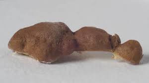 Attēlu rezultāti vaicājumam “Reticularia jurana”