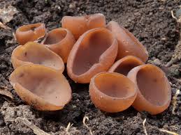 Attēlu rezultāti vaicājumam “Dumontinia tuberosa”