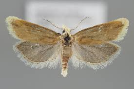 Attēlu rezultāti vaicājumam “Thiodia citrana”