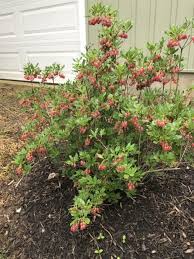 Attēlu rezultāti vaicājumam “Enkianthus chinensis”
