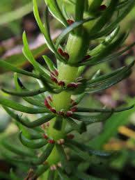 Attēlu rezultāti vaicājumam “Hippuridaceae”