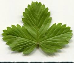 Attēlu rezultāti vaicājumam “Fragaria vesca leaf”