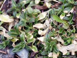 Attēlu rezultāti vaicājumam “Stellaria pallida”
