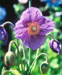 Image result for Scheinmohn