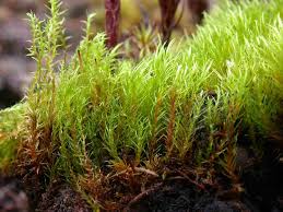 Attēlu rezultāti vaicājumam “Ditrichum flexicaule”